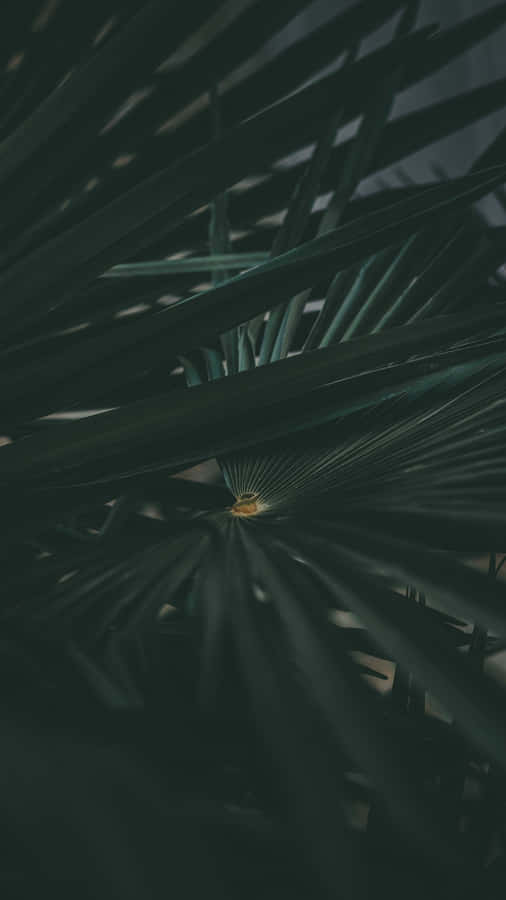 This Year, The Sleek And Stylish Olive Green Iphone Is The Must-have Accessory For Staying Connected With Friends And Loved Ones. Wallpaper