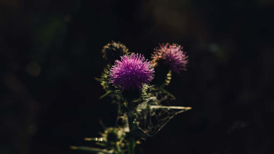 Thistle Flower In The Dark Wallpaper