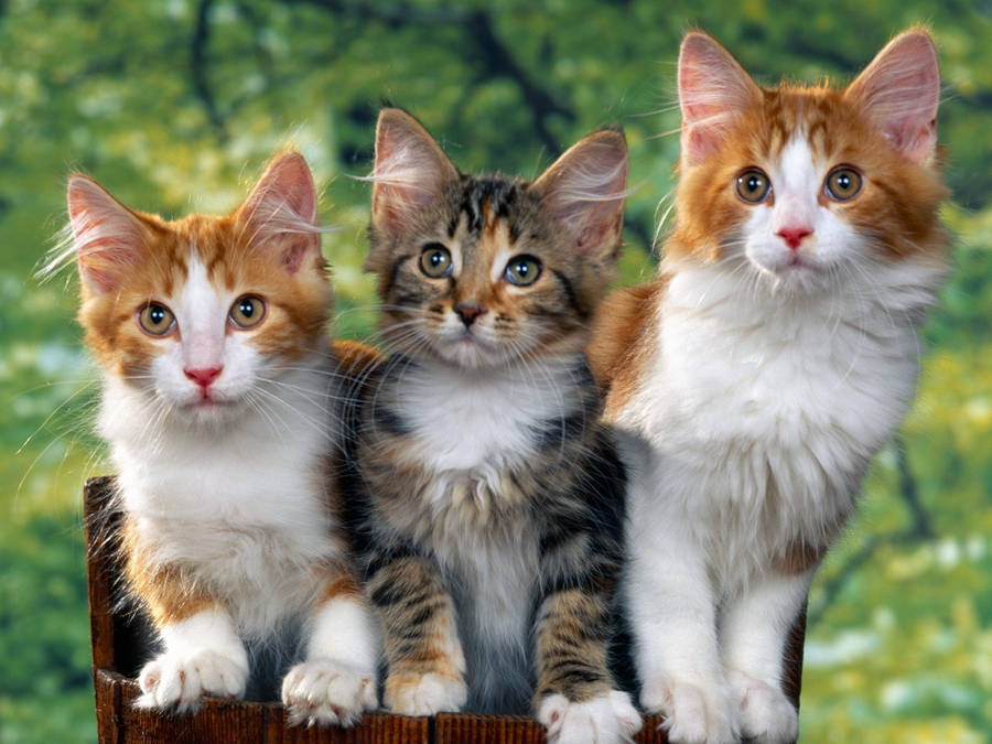 Three Adorable Kittens Together Wallpaper