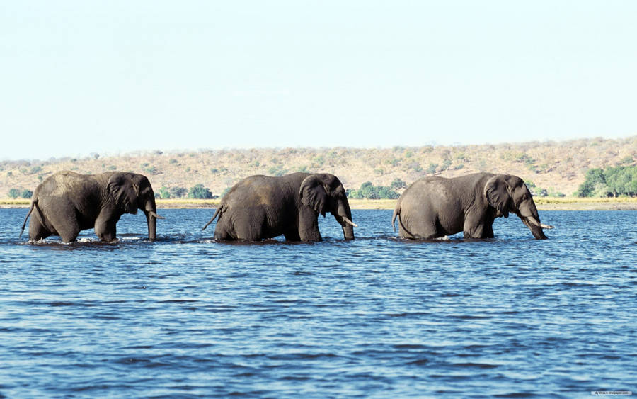 Three African Elephants Crossing A River Wallpaper