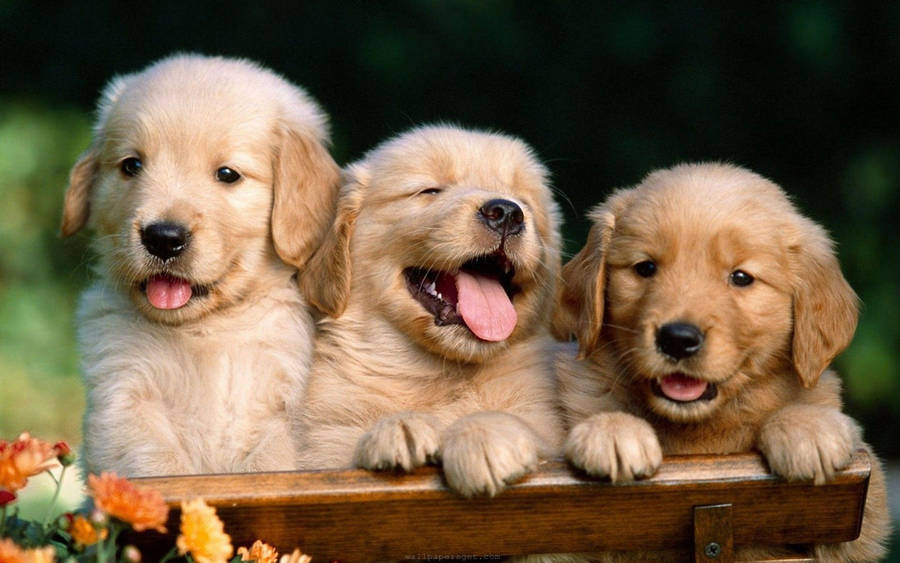 Three Baby Dog Pets Wallpaper
