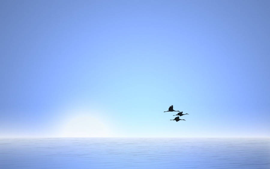 Three Birds Flying Over The Luminous Sky And Sea Wallpaper