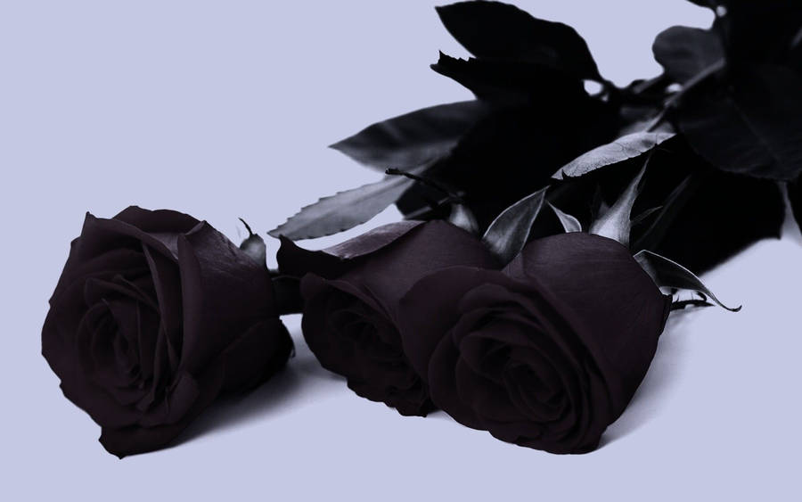 Three Black Roses Wallpaper