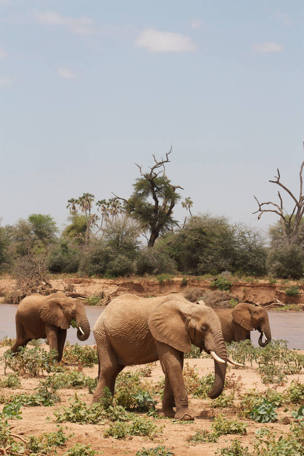 Three Brown Elephants Iphone Wallpaper