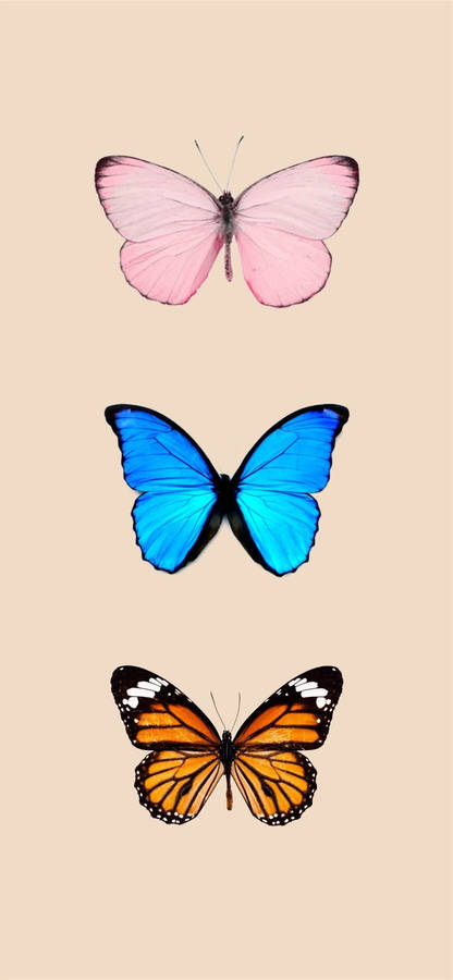 Three Butterflies Species Wallpaper