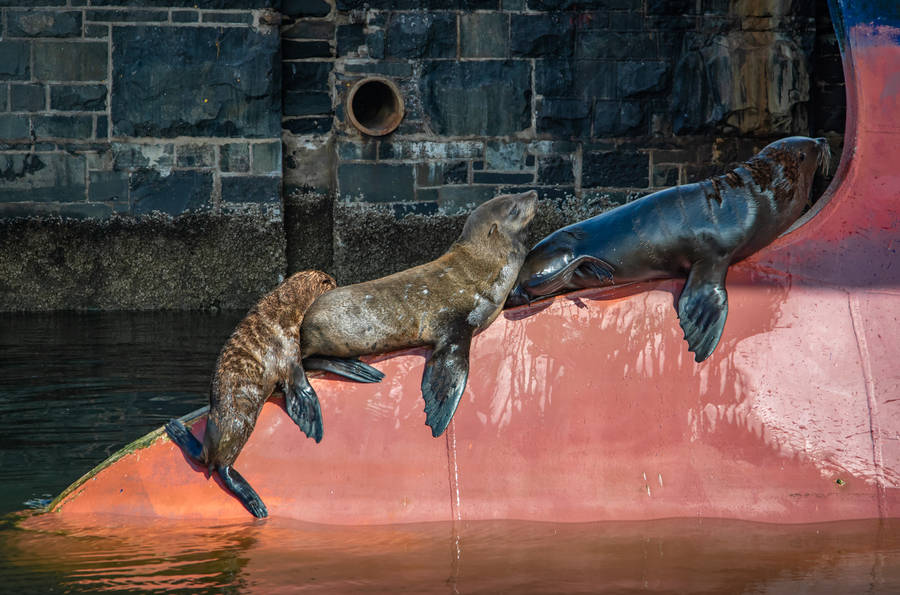 Three Cute Animals Seal Resting Wallpaper