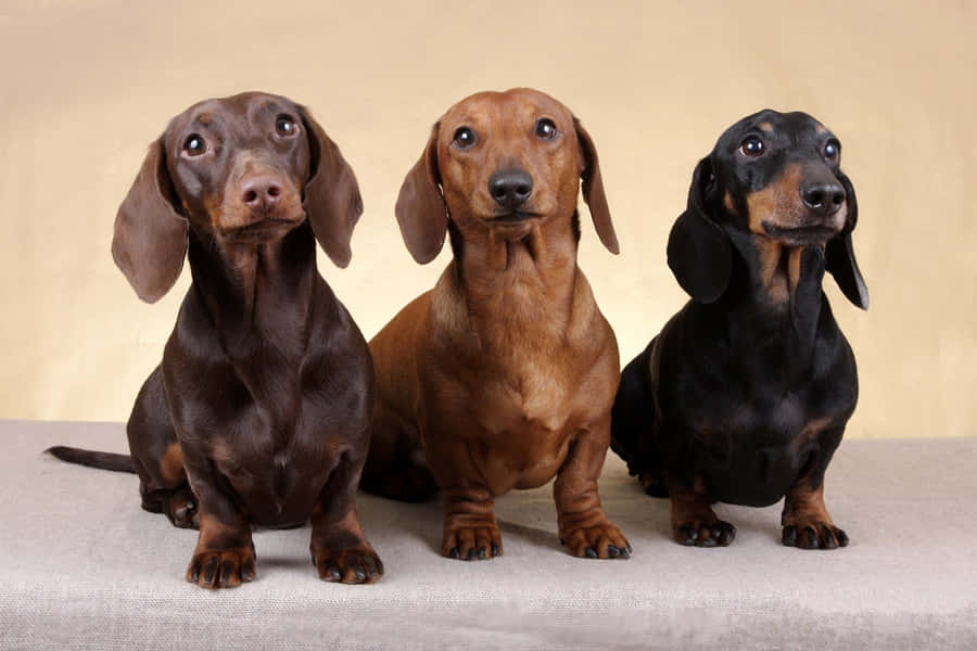 Three Dachshund Photoshoot Wallpaper