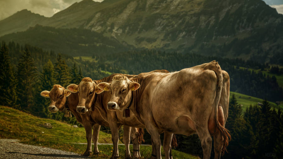 Three Farm Cattle Animals Perfectly Lined Wallpaper