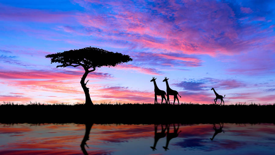 Three Giraffes Silhouette In South Africa Wallpaper