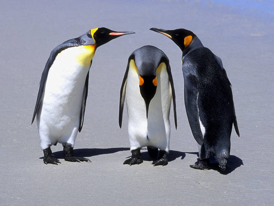 Three Penguins Communicating Wallpaper