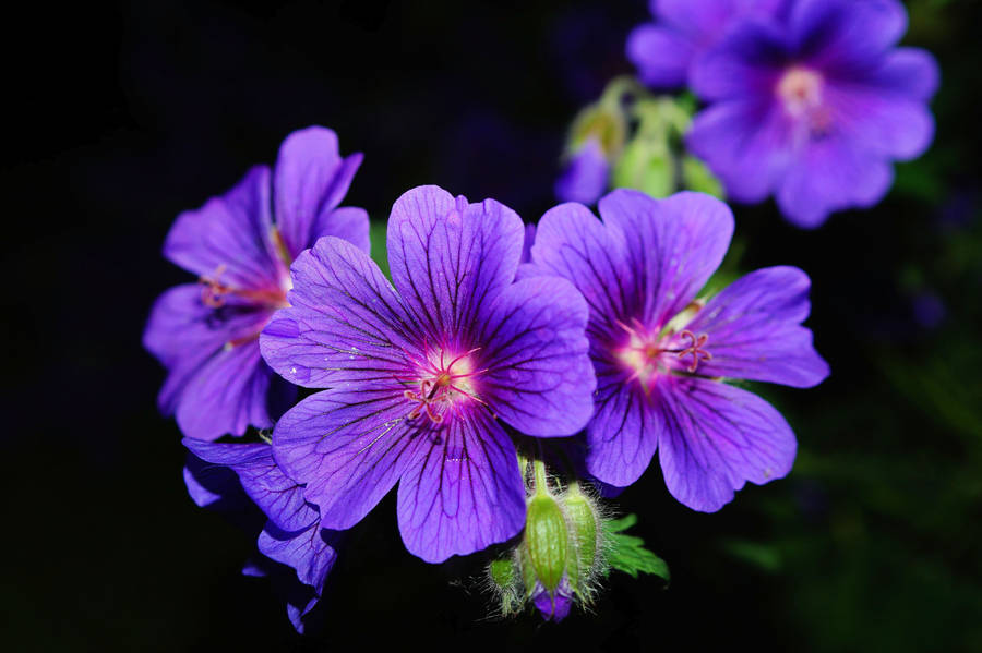 Three Purple Flower Wallpaper