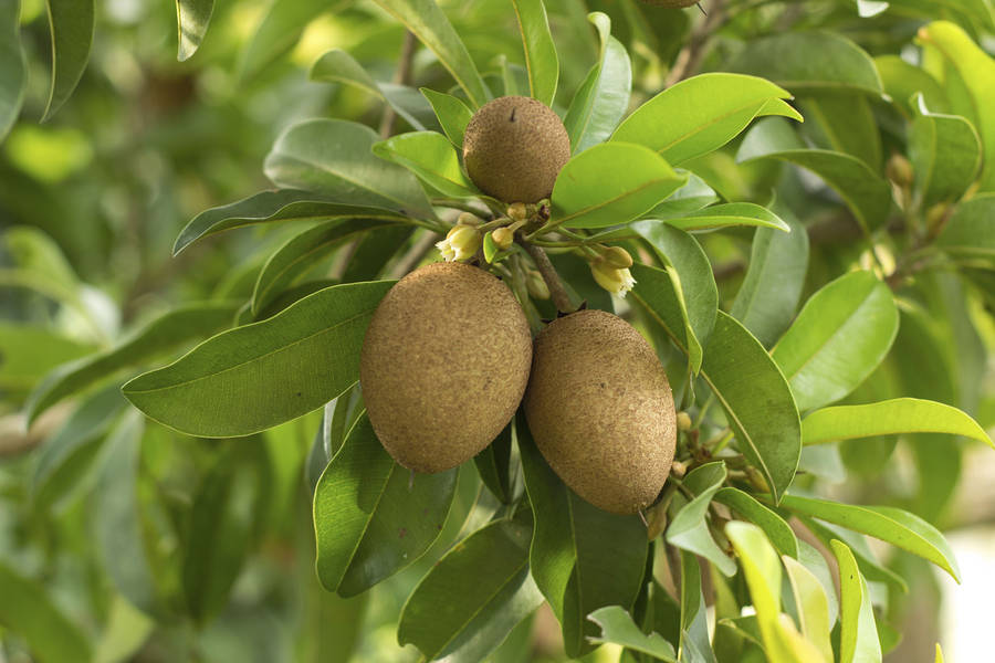 Three Sapodilla Fruits Wallpaper