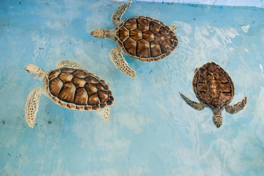 Three Sea Turtles Wallpaper