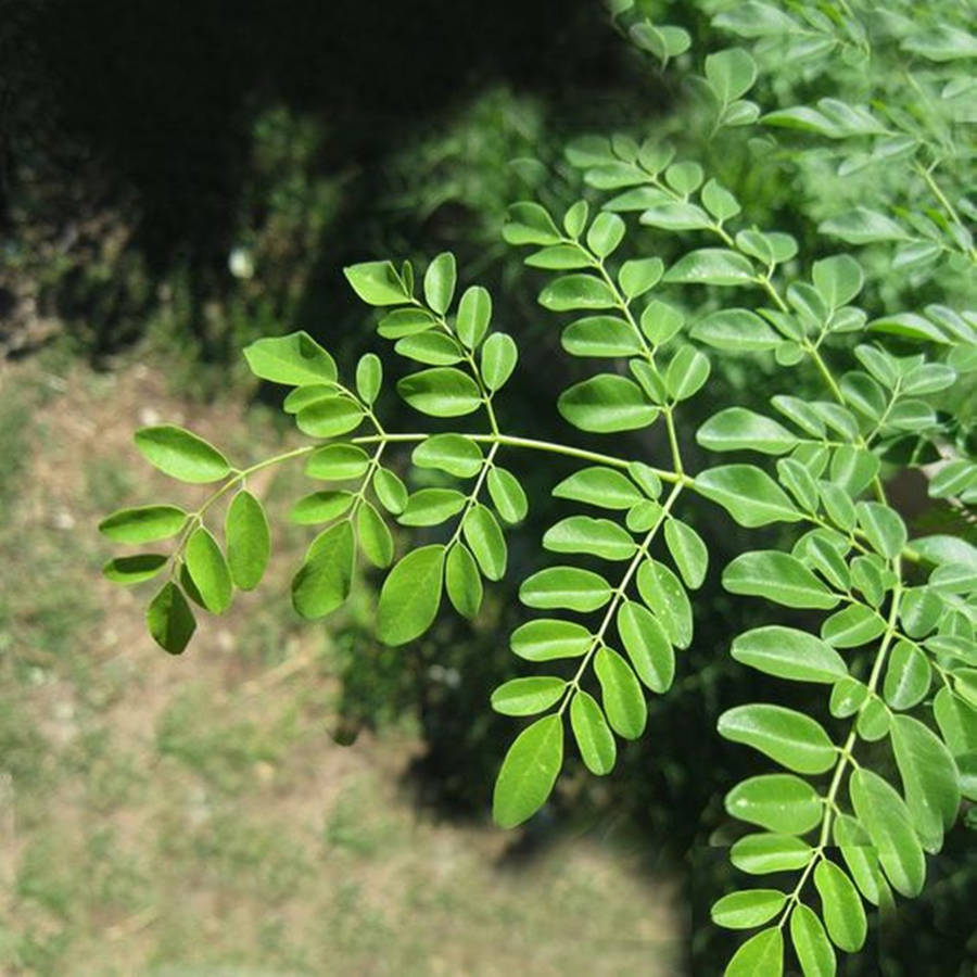 Thriving Moringa Plant In A Backyard Wallpaper