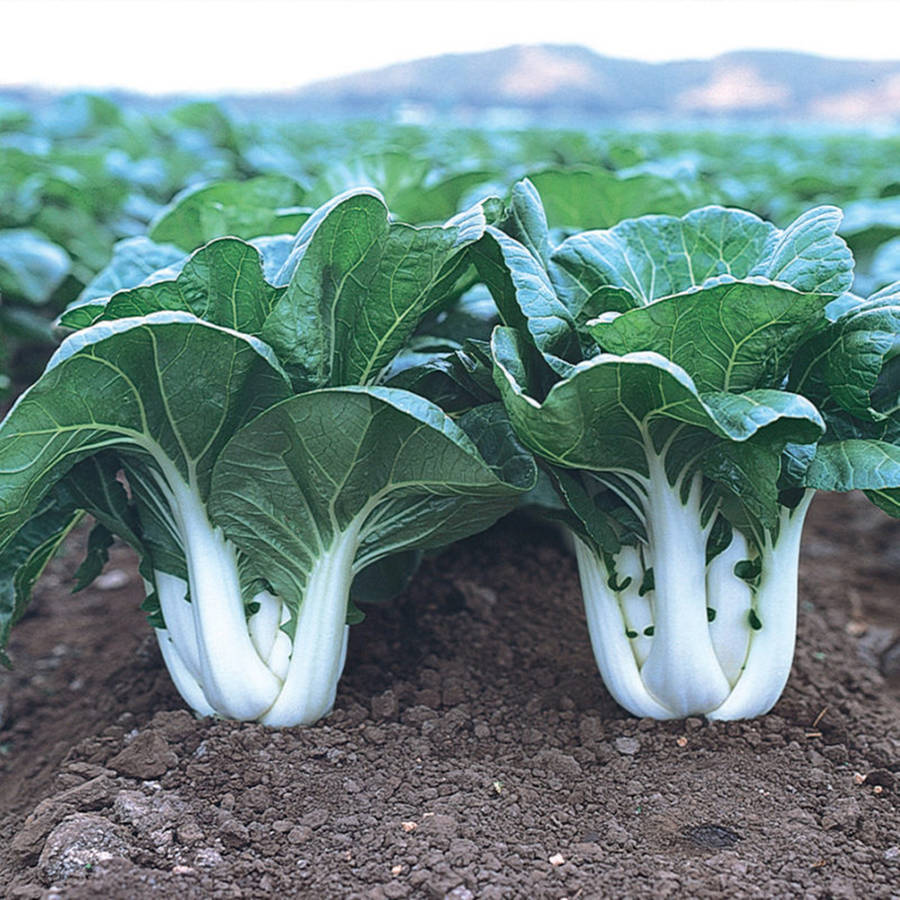 Thriving Organic Bok Choy In Vegetable Garden Wallpaper