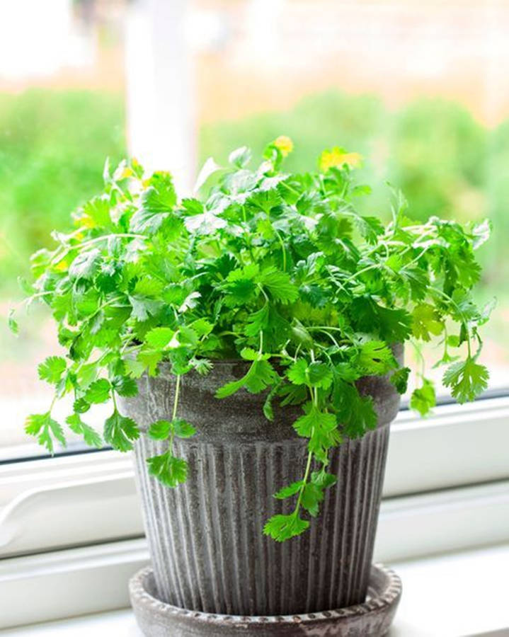 Thriving Potted Coriander By The Window Wallpaper