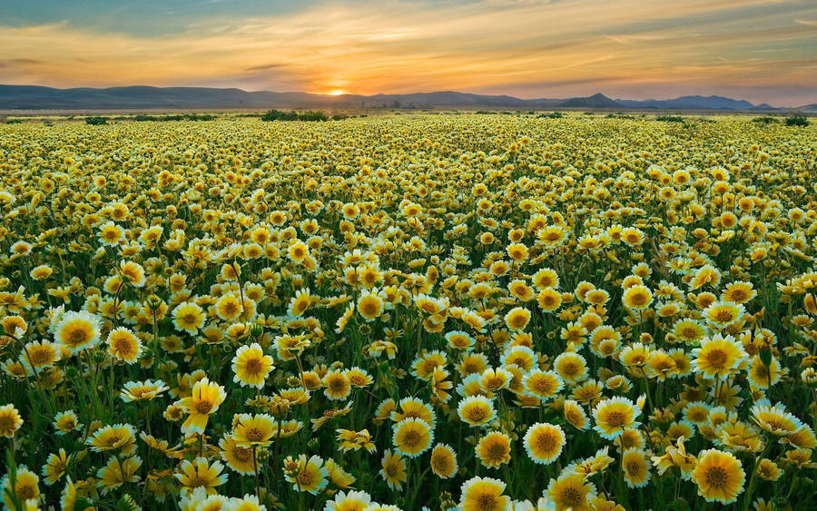 Tidy Tips Flower Field Wallpaper