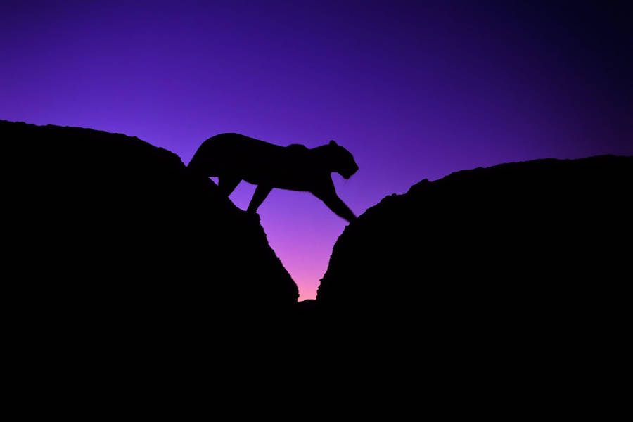 Tiger Silhouette Dark Purple Sky Wallpaper