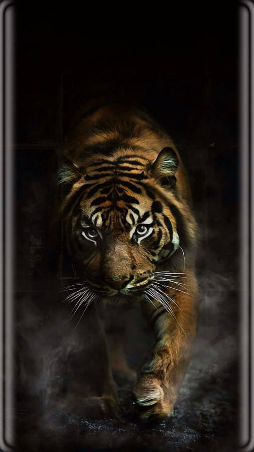 Tiger With Black Tiger Stripes Wallpaper