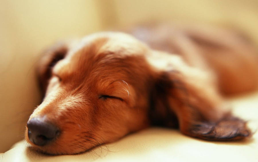 Tilt-shit Blur Of Sleeping Dog Wallpaper