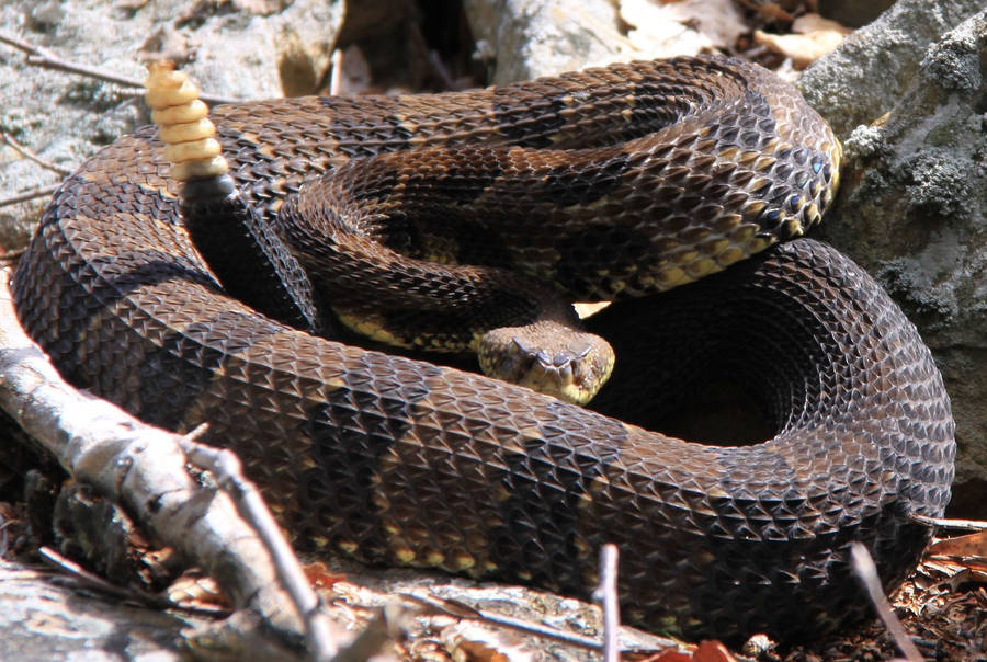 Timber Rattle Snake Yellow Tail Wallpaper