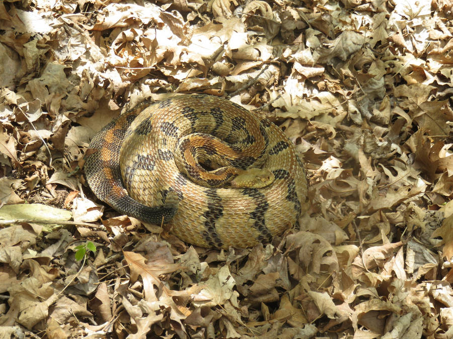 Timber Rattler Snake Dead Leaves Wallpaper