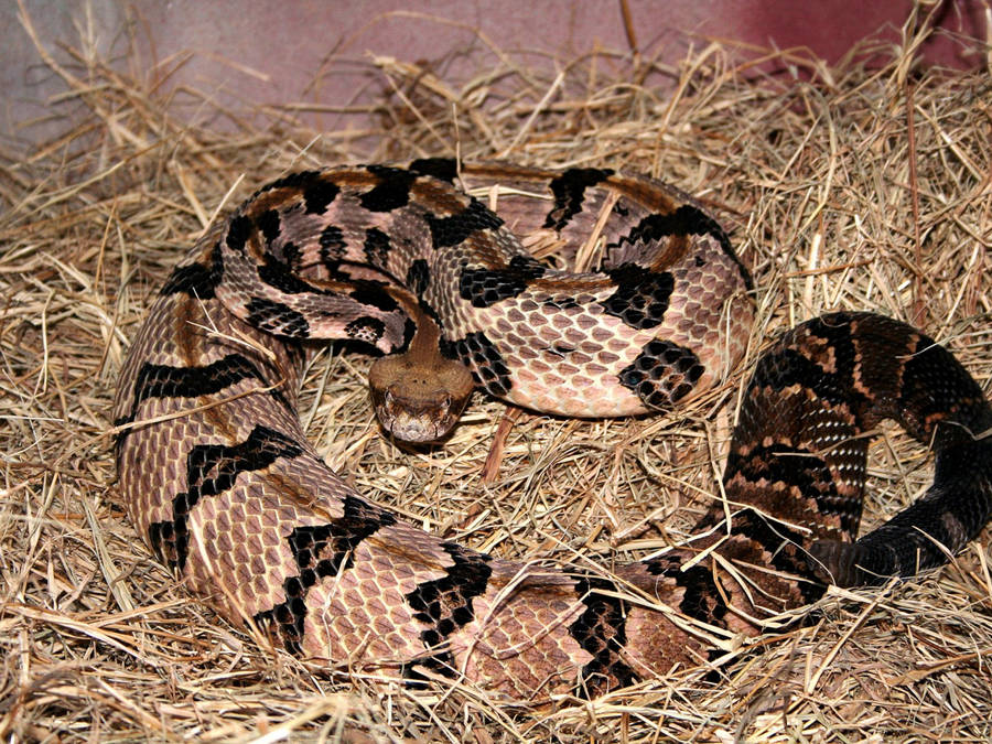 Timber Rattler Snake Dried Grass Wallpaper