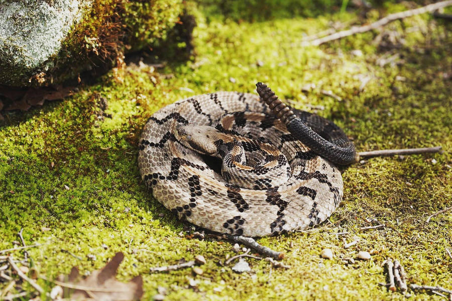 Timber Rattler Snake On Grassy Ground Wallpaper