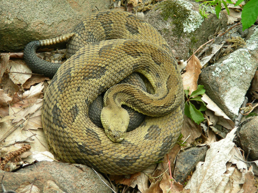 Timber Rattler Snake Rocky Dead Leaves Wallpaper