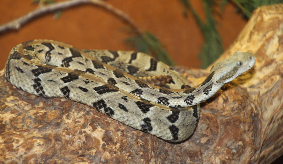 Timber Rattler Snake Tree Branch Wallpaper