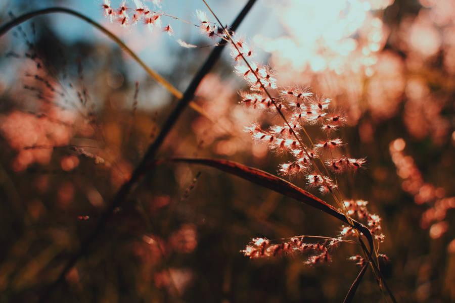 Tiny Branches Of Plants Wallpaper