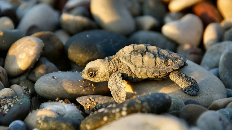 Tiny Cool Turtle On Rocky Shore Wallpaper