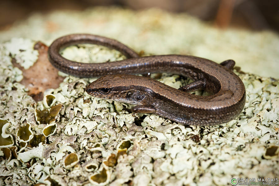 Tiny Copper Ground Skink Lizard Wallpaper