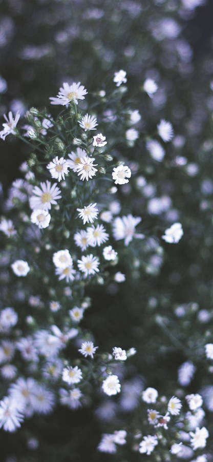 Tiny Daisies Phone Wallpaper