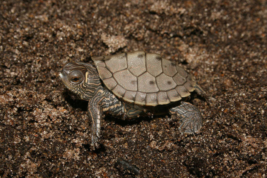 Tiny False Map Turtle Wallpaper