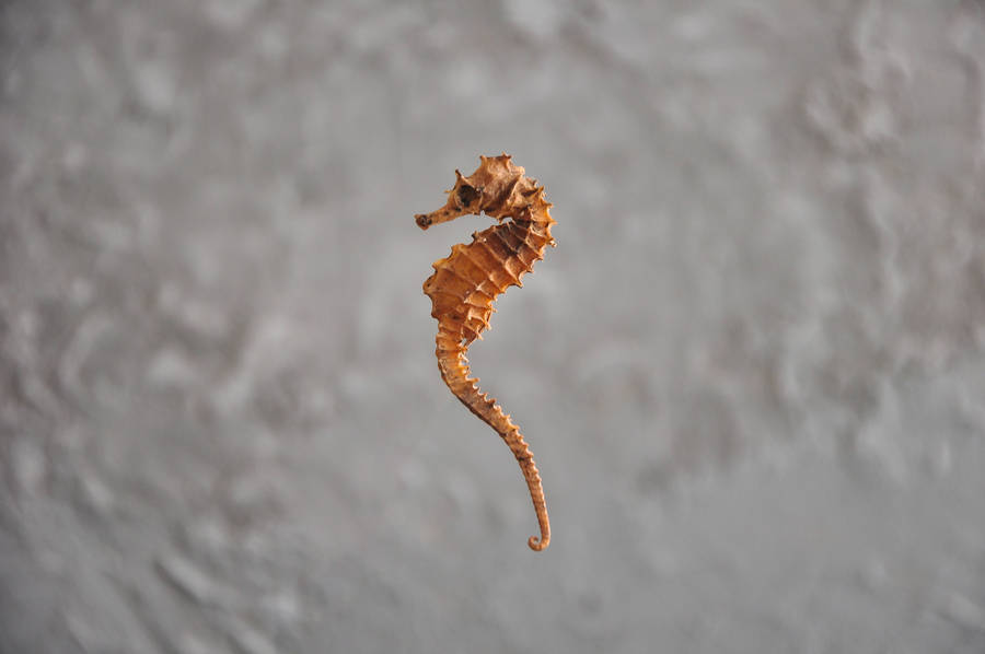 Tiny Orange Seahorse Wallpaper