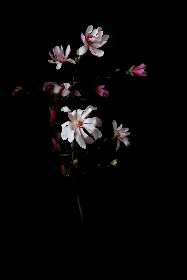 Tiny Pink And White Dark Hd Flowers Wallpaper