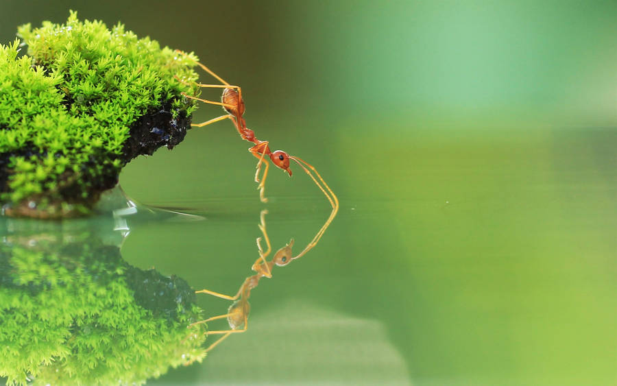 Tiptoe Ant Wallpaper