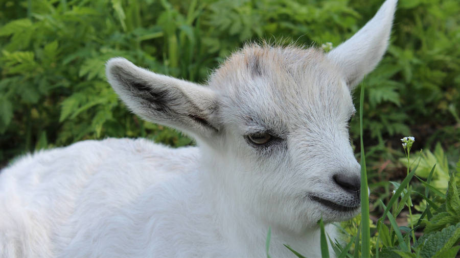 Tired White Baby Goat Wallpaper