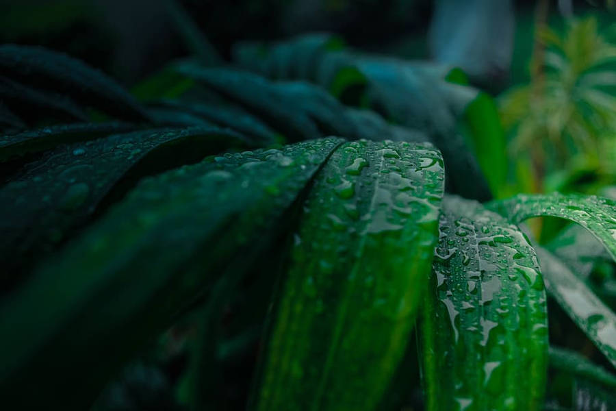 Tonal Contrast Of Rainwater On Leaves Wallpaper