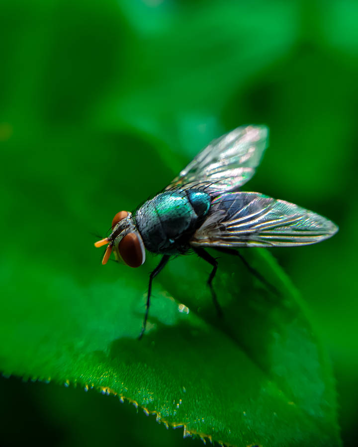 Top View Fly Wallpaper