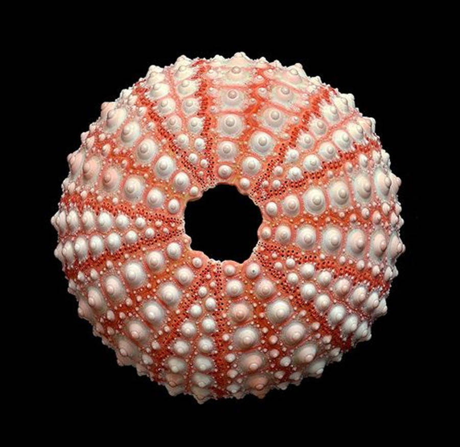 Top View Pink Sea Urchin Shell Wallpaper