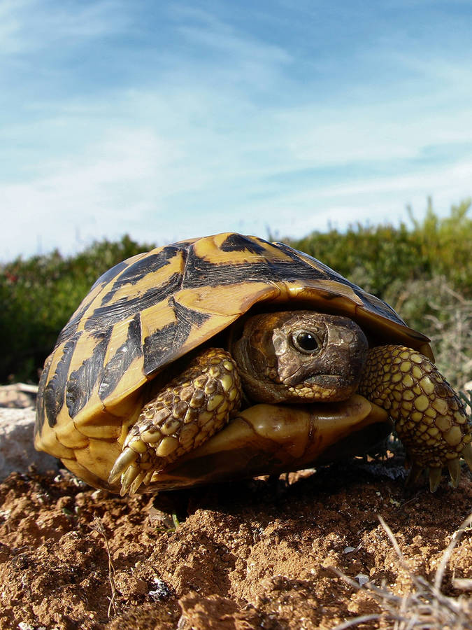 Tortoise Amidst Sand-brown Ground Wallpaper