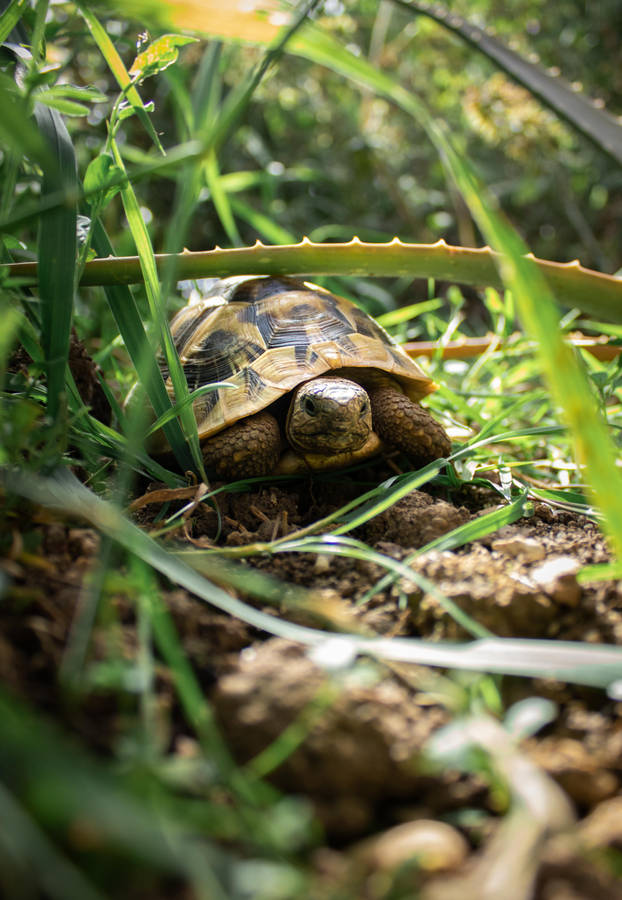 Tortoise Behind The Tall Grass Wallpaper