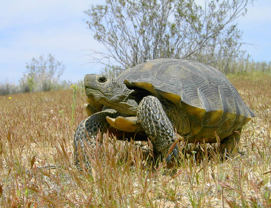 Tortoise Looking Up Wallpaper