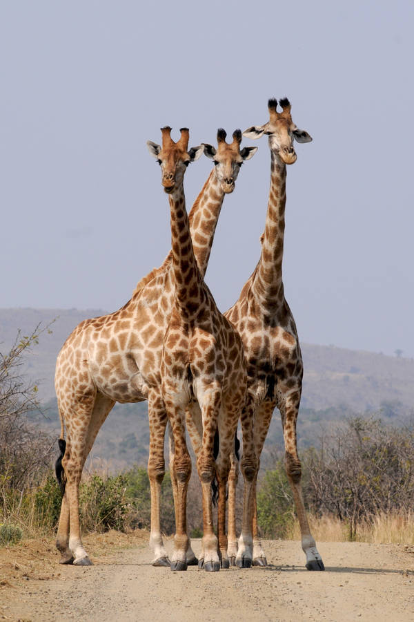 Tower Of Giraffes Wild Animal Wallpaper