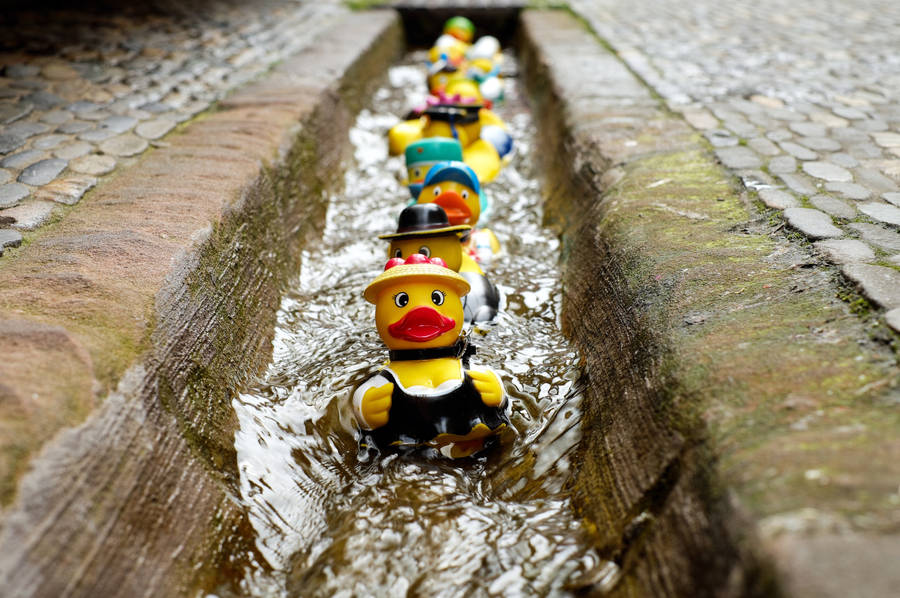 Toy Rubber Ducks Wallpaper