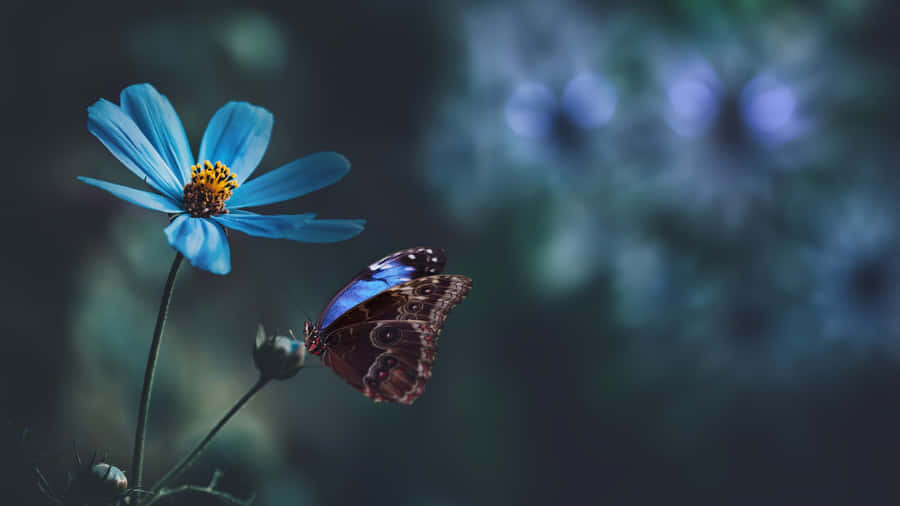 Tranquil Butterflyon Blue Flower Wallpaper