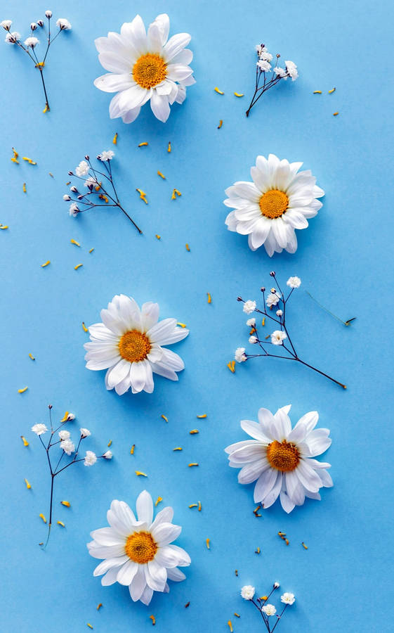 Tranquil Daisy Aesthetic On A Blue Table Wallpaper