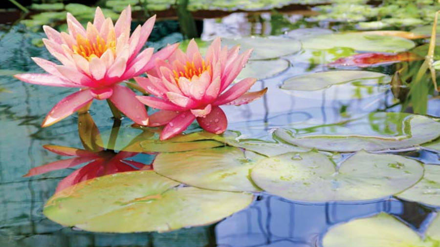Tranquil Scene Of Splendid Water Lilies Blooming Amidst Lush Foliage. Wallpaper